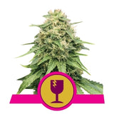 Critical - RQS Feminized