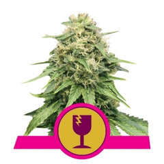 Critical - RQS Feminized