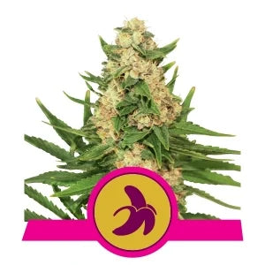 Fed Banan - RQS Feminiseret