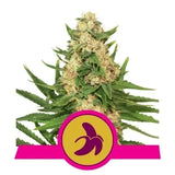 Fed Banan - RQS Feminiseret