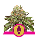 Green Gelato - RQS Feminized