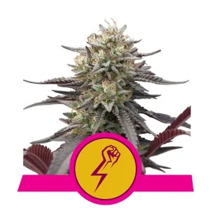 Green Crack Punch - RQS Feminized