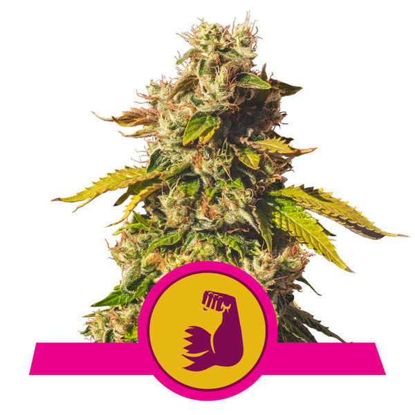 HulkBerry - RQS Feminized