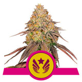 Legendary OG Punch - RQS Feminized