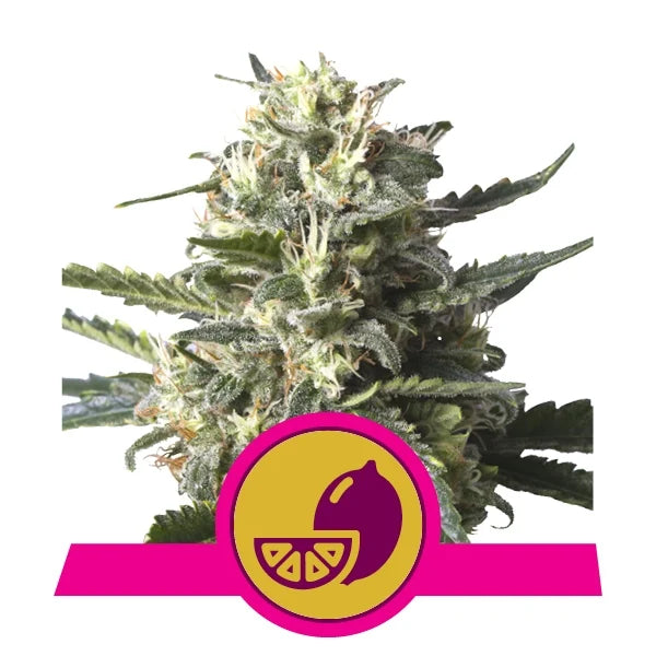 Lemon Shining Silver Haze - RQS Feminized