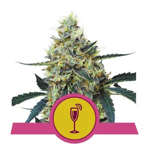 Mimosa - RQS Feminiseret
