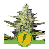 North Thunderfuck Automatic - RQS Auto