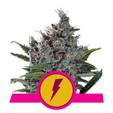 North Thunderfuck - RQS Feminized