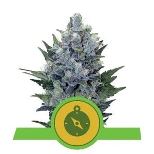 Northern Light - RQS Auto