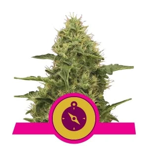 Northern Light - RQS Feminized
