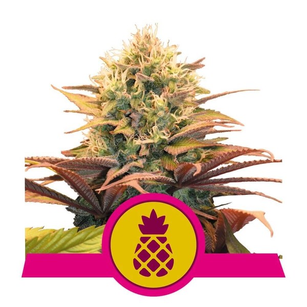 Pineapple Kush - RQS Feminized