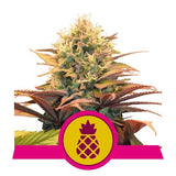 Pineapple Kush - RQS Feminized