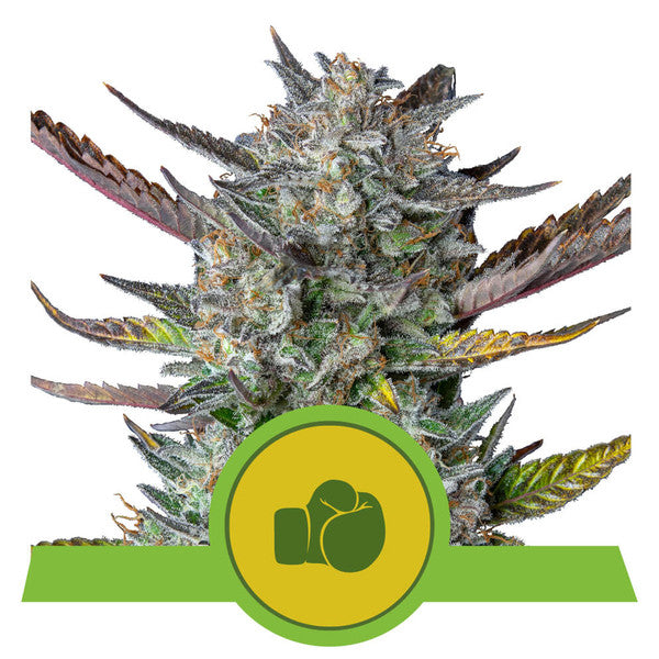 Purple Punch Automatic - RQS Auto