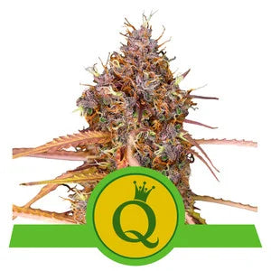 Purple Queen Automatic - RQS Auto