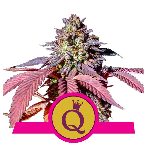 Purple Queen - RQS Feminized