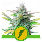 Quick One - RQS Auto
