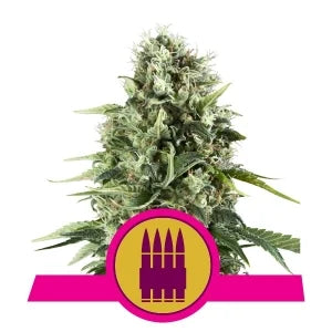 Royal AK - RQS Feminiseret