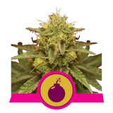 Royal Domina - RQS Feminiseret