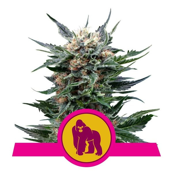 Royal Gorilla - RQS Feminiseret