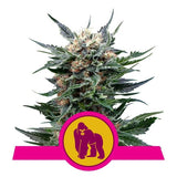 Royal Gorilla - RQS Feminiseret