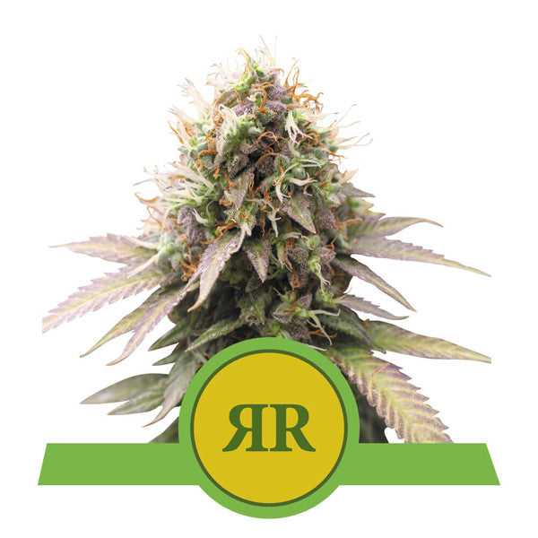 Royal Runtz Automatisk - RQS Auto