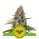 Sherbet Queen Automatic - RQS Auto