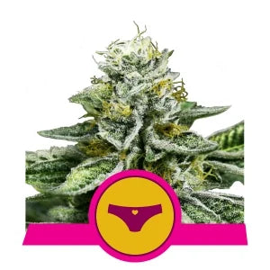 Sherbet Queen - RQS Feminized