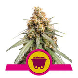 Shining Silver Haze - RQS Feminiseret