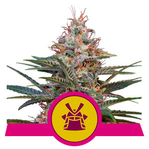 Shogun - RQS Feminiseret