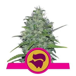 Skunk XL - RQS Feminiseret