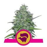 Skunk XL - RQS Feminiseret