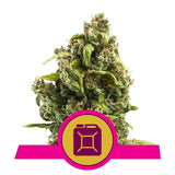 Sour Diesel - RQS Feminized
