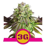 Triple G - RQS Feminized