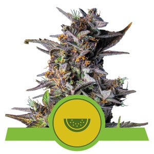 Vandmelon Automatisk - RQS Auto