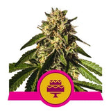 Wedding Gelato - RQS Feminized